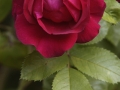 Rose blossom (Rosa spec.)